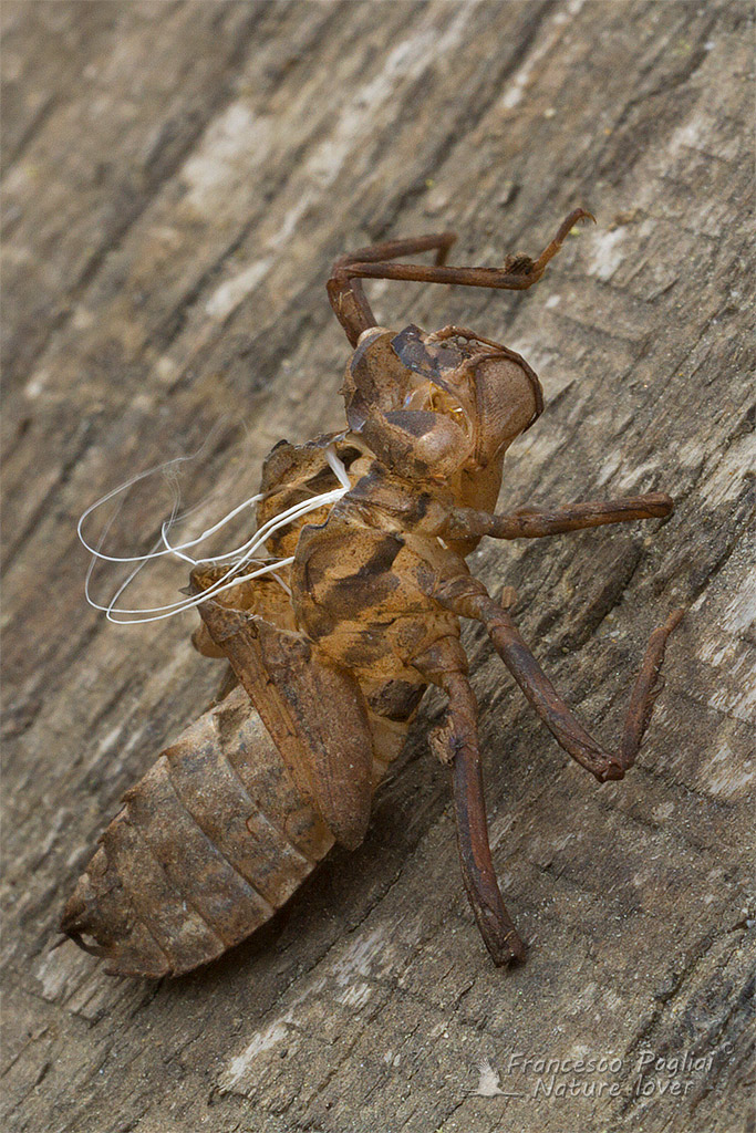 Exuvia di Cordulia aenea?