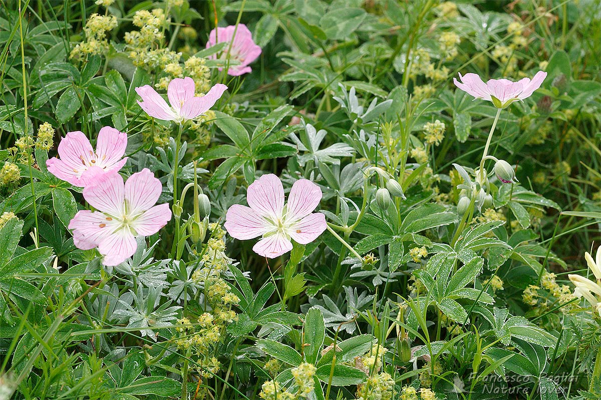 Geranium argenteum
