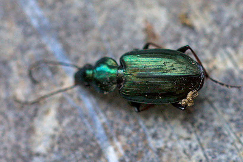 Agonum muelleri