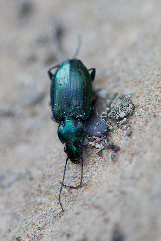 Agonum muelleri