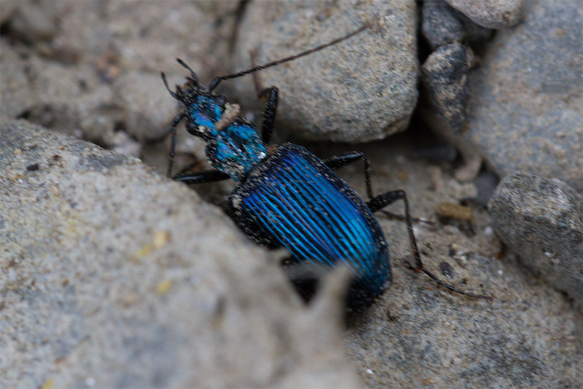 Un carabide: Anchomenus cyaneus