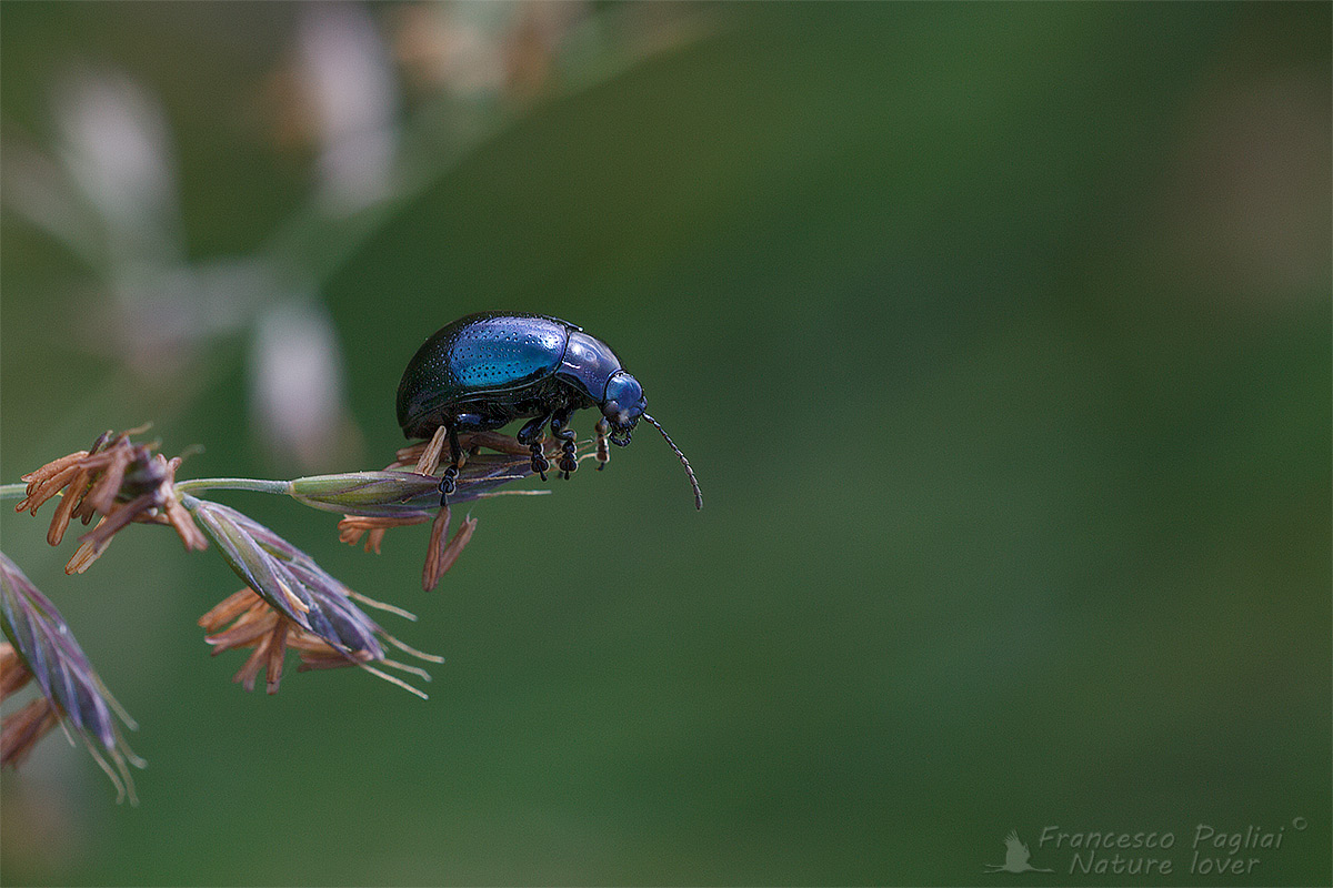 Chrysomelidae:  Chrysolina cfr. geminata