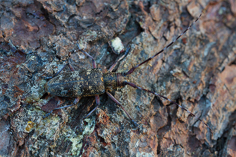 Monochamus galloprovincialis