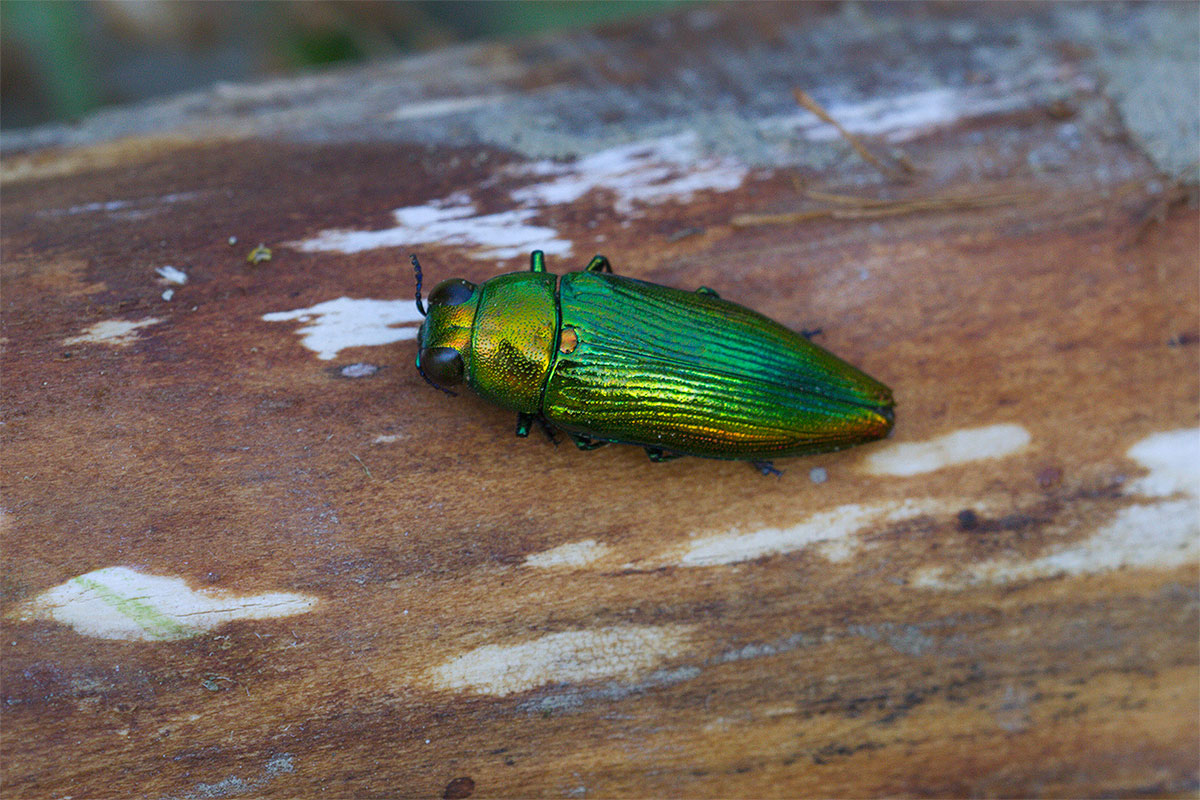 Eurythyrea micans