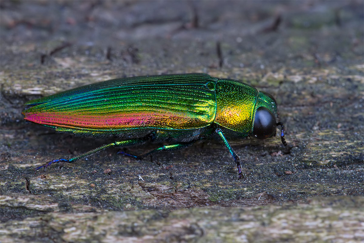 Eurythyrea micans
