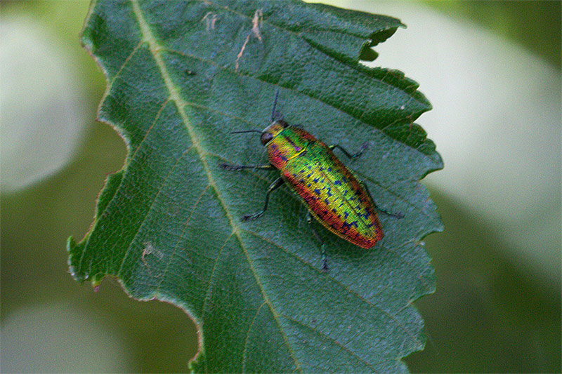 Lamprodila mirifica ssp. mirifica (Buprestidae)