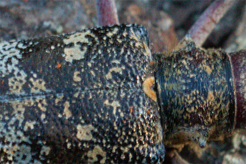 Monochamus galloprovincialis