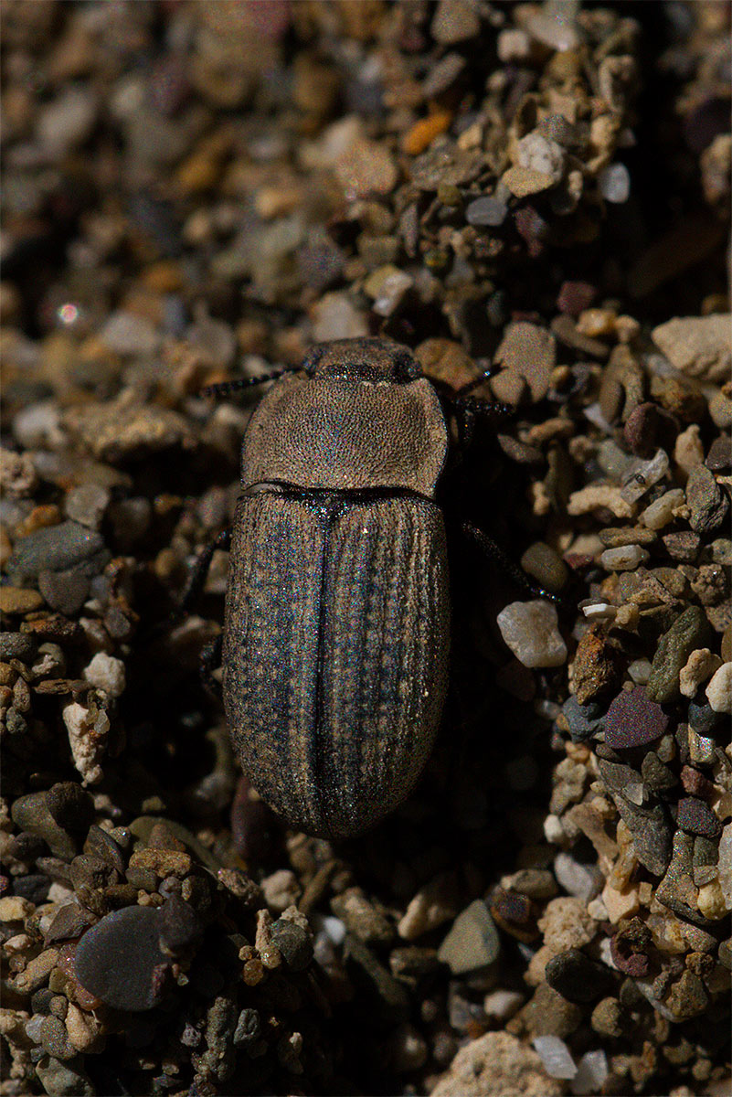 un Gonocephalum? - Gonocephalum granulatum ssp. nigrum