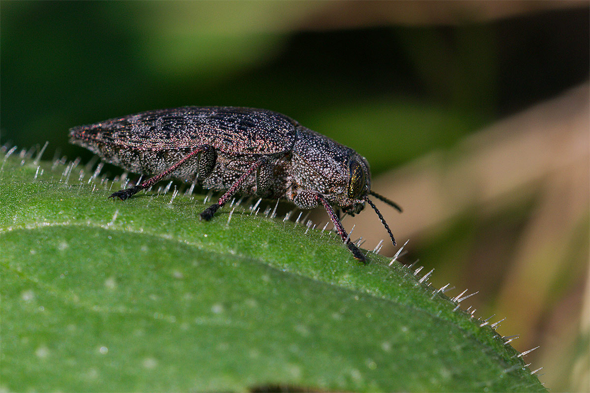 Poecilonota variolosa? no, Dicerca aenea