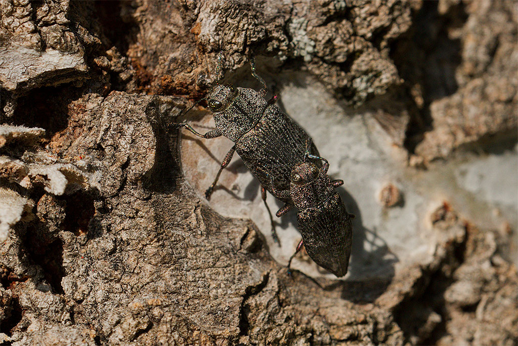 Poecilonota? - Poecilonota variolosa ssp. variolosa