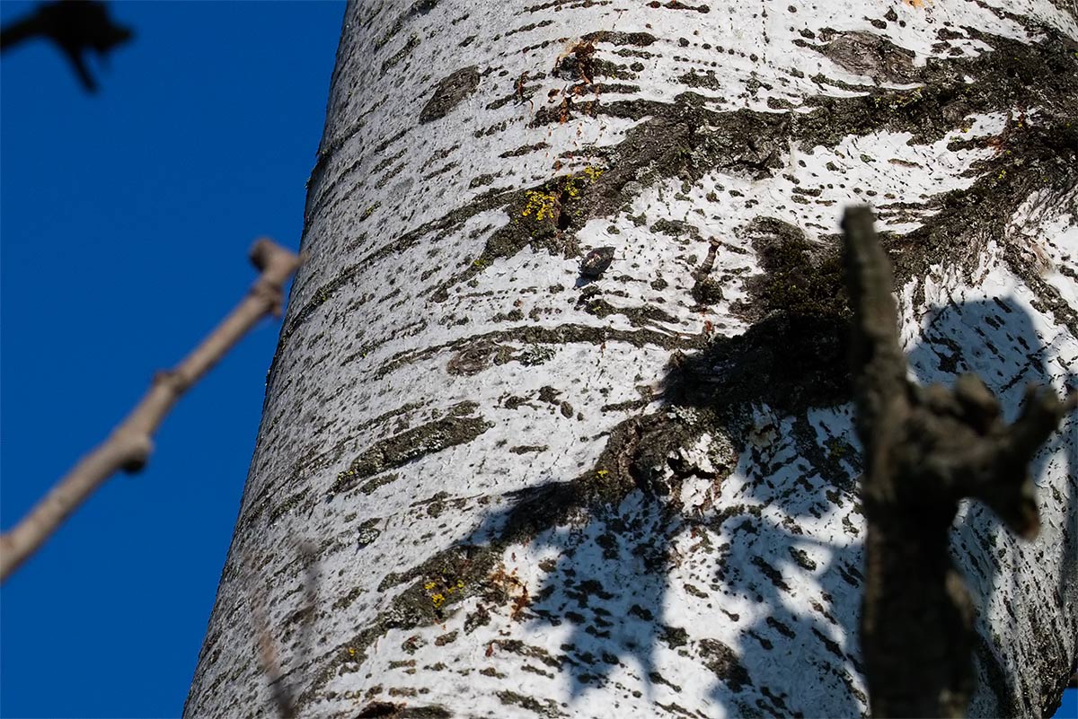 Poecilonota variolosa? no, Dicerca aenea