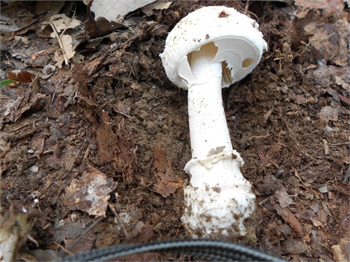 Amanita eliae da confermare