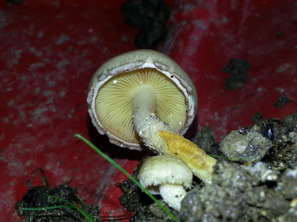 funghi nel giardino...velenosi?