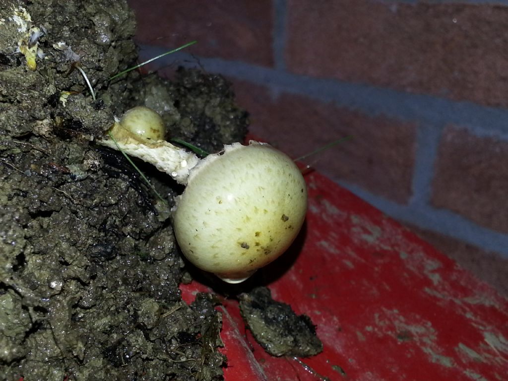 funghi nel giardino...velenosi?