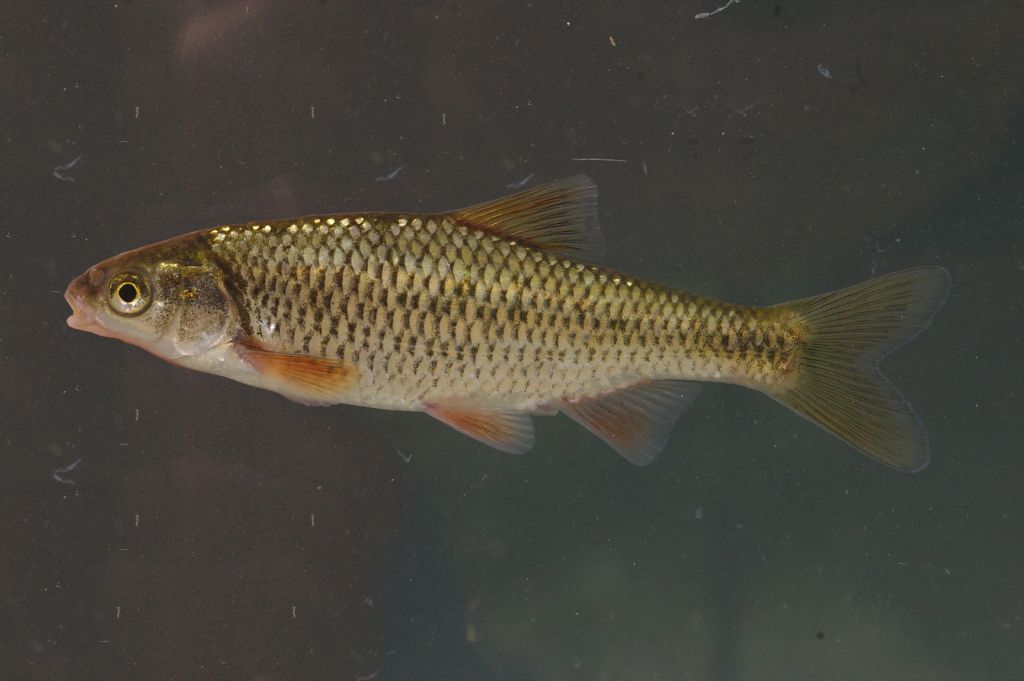 Vairone dal fiume Merse