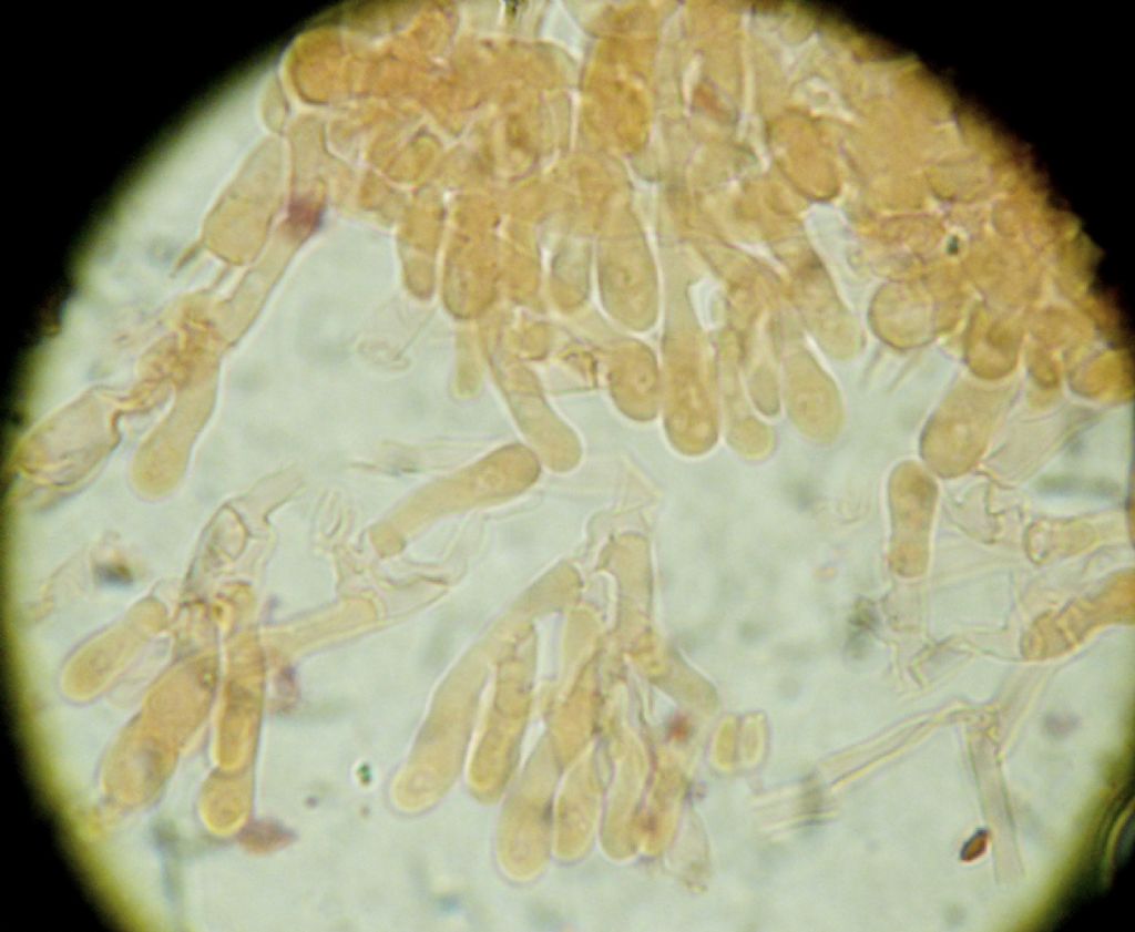 Crosta soffice bianca (Fibulomyces mutabilis)