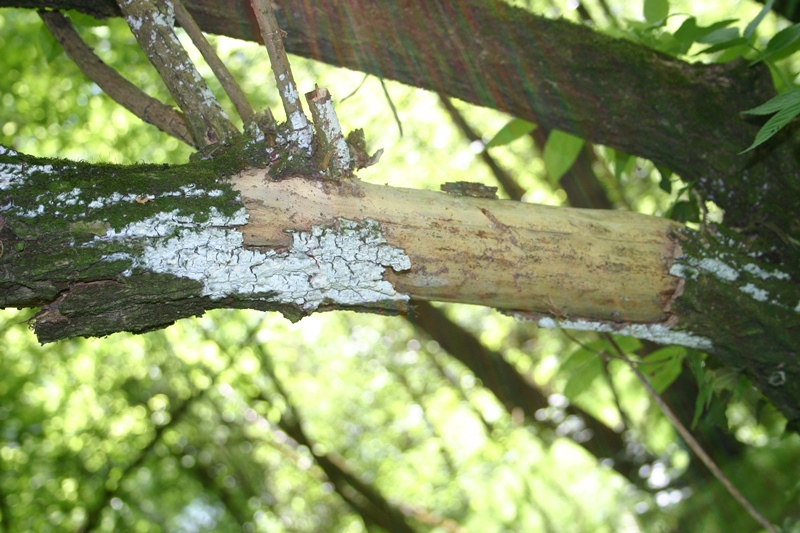 Lyomyces sambuci? (Xylodon sambuci)