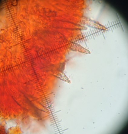 Da determinare (Phlebiopsis gigantea)