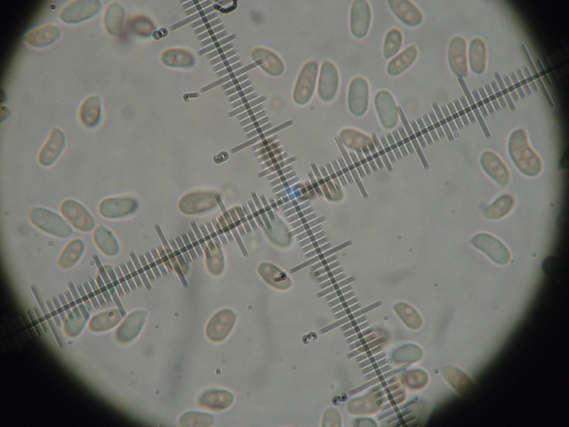 Da determinare (Phlebiopsis gigantea)