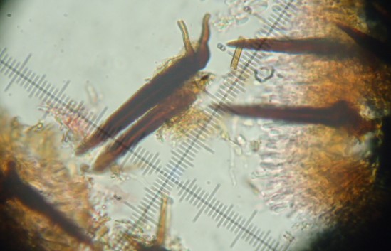 Hymenochaete (Hydnoporia corrugata)