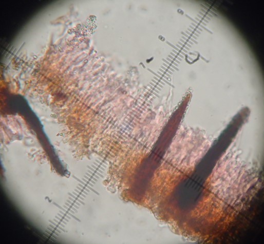 Hymenochaete (Hydnoporia corrugata)