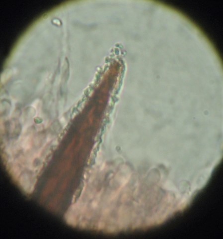 Hymenochaete (Hydnoporia corrugata)