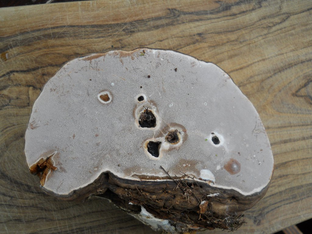 Ganoderma applanatum? (Ganoderma applanatum)
