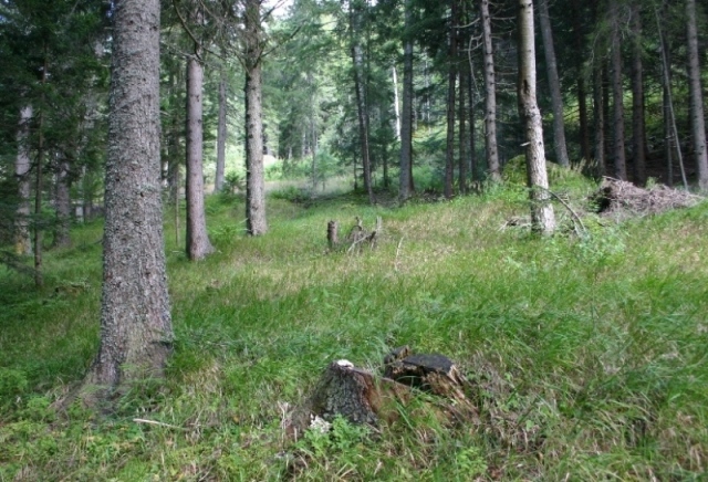 Skeletocutis amorpha? (Skeletocutis amorpha)