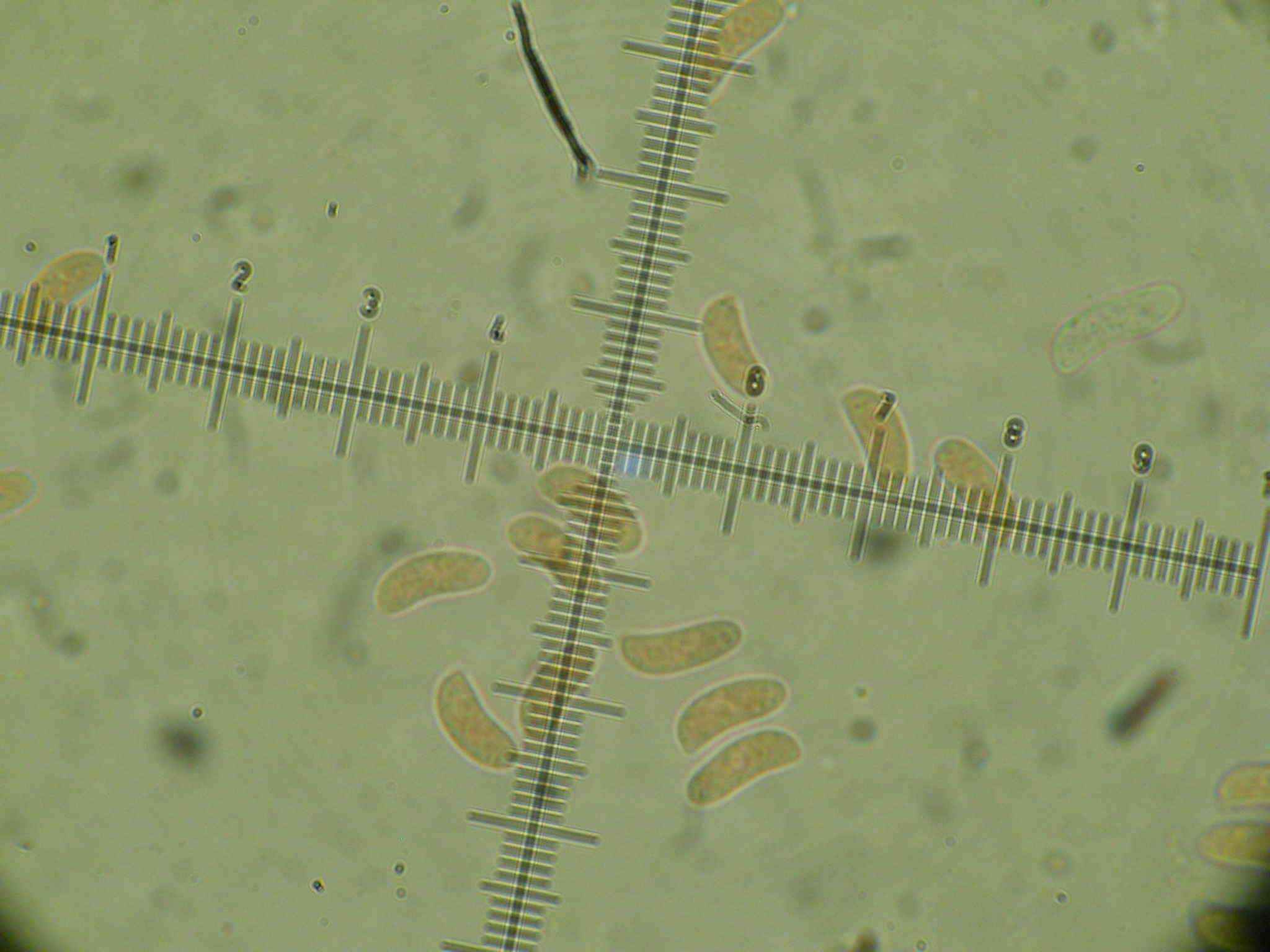 Hyphoderma radula? (Hyphoderma radula)