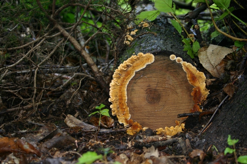 Pseudomerulius aureus? (Pseudomerulius aureus)