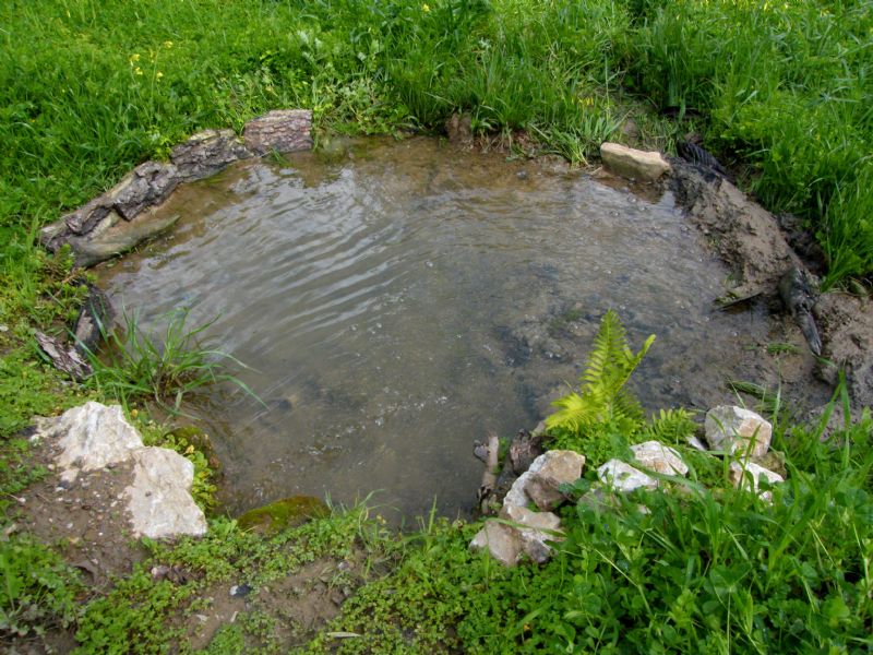 Pozza per anfibi - Deposizione Discoglosso
