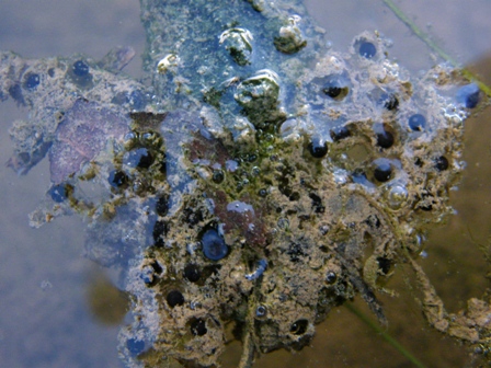 Pozza per anfibi - Deposizione Discoglosso
