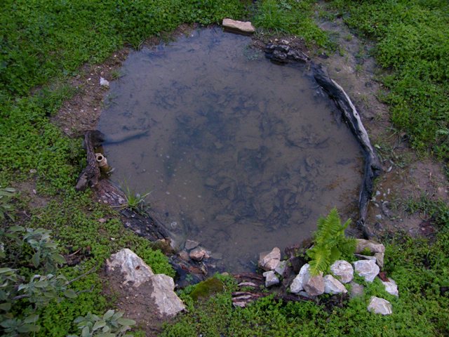 Pozza per anfibi - Deposizione Discoglosso