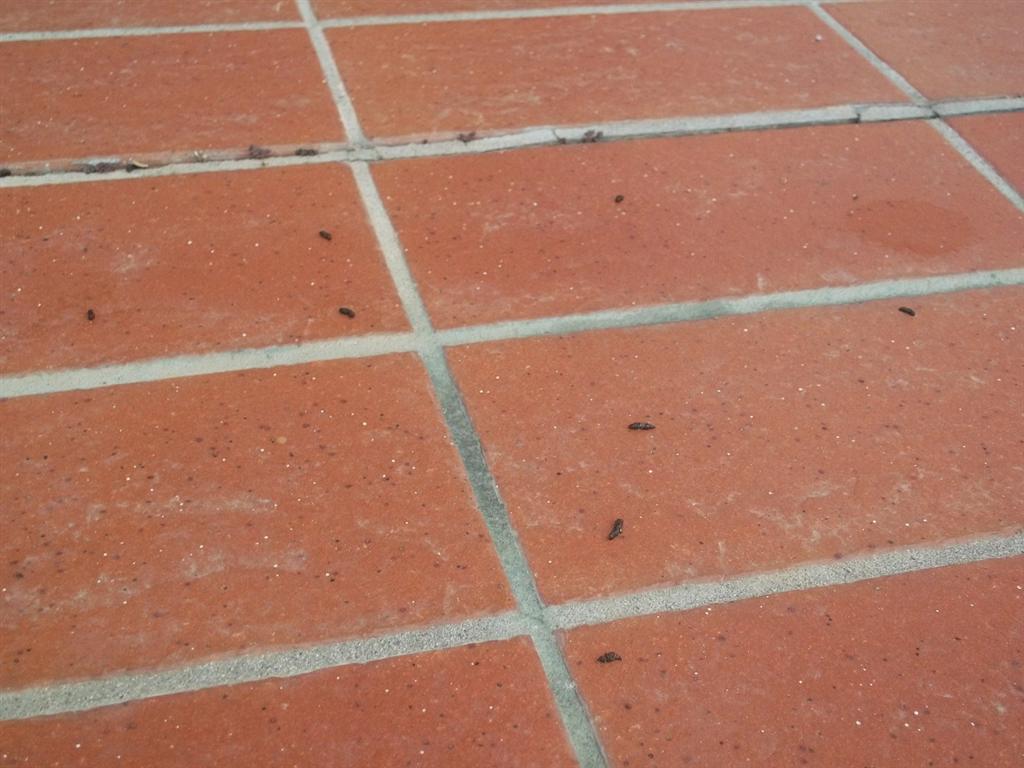 Escrementi in giardino