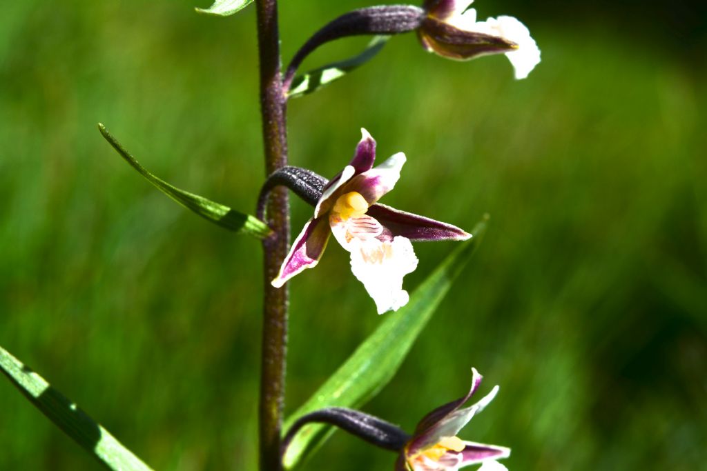Epipactis palustris