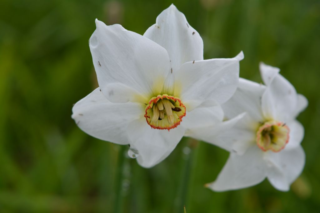 Narcissus Poeticus
