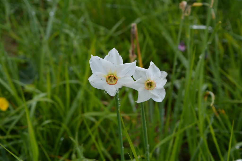 Narcissus Poeticus