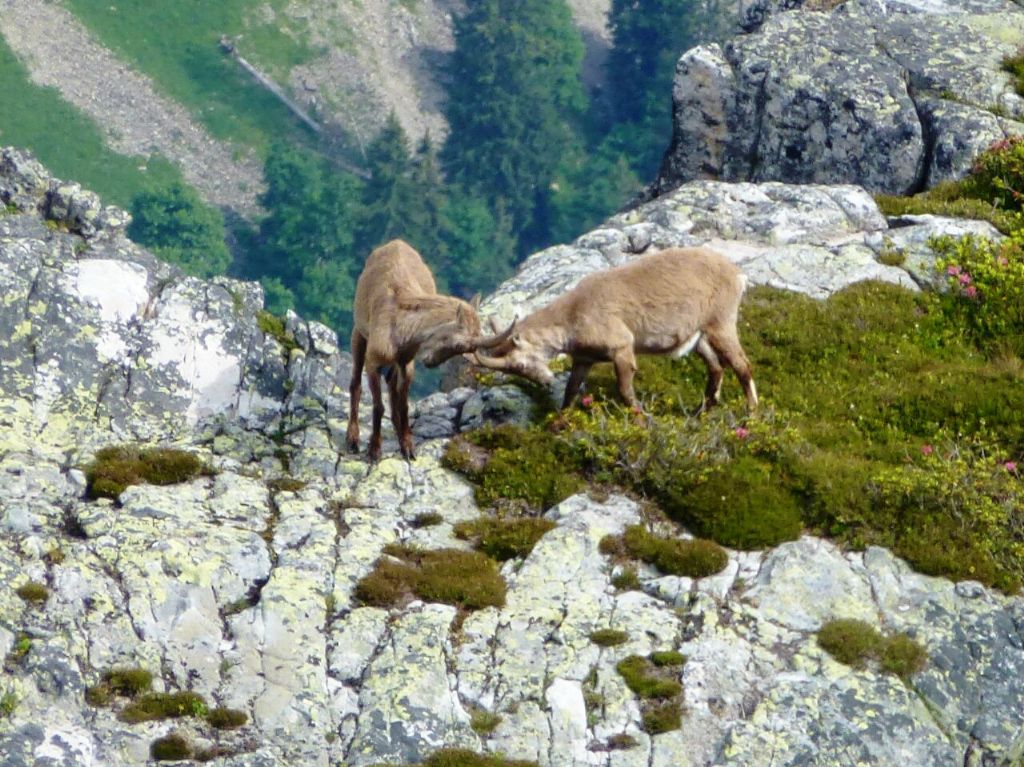 Stambecchi  in svizzera