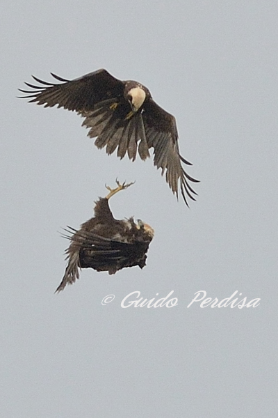 Giochi tra Falchi di palude