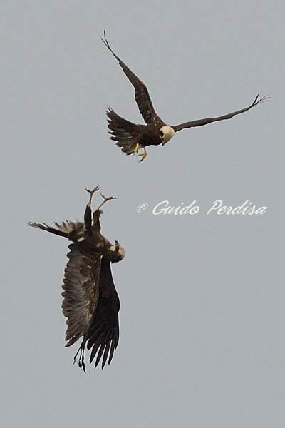 Giochi tra Falchi di palude