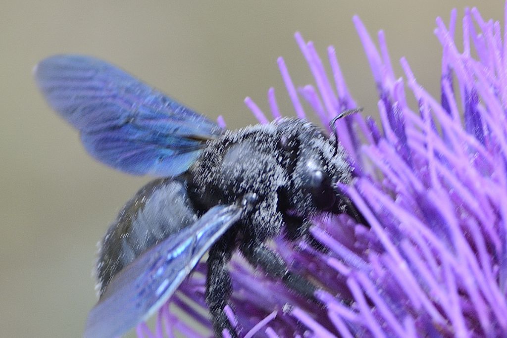 Xylocopa cfr violacea