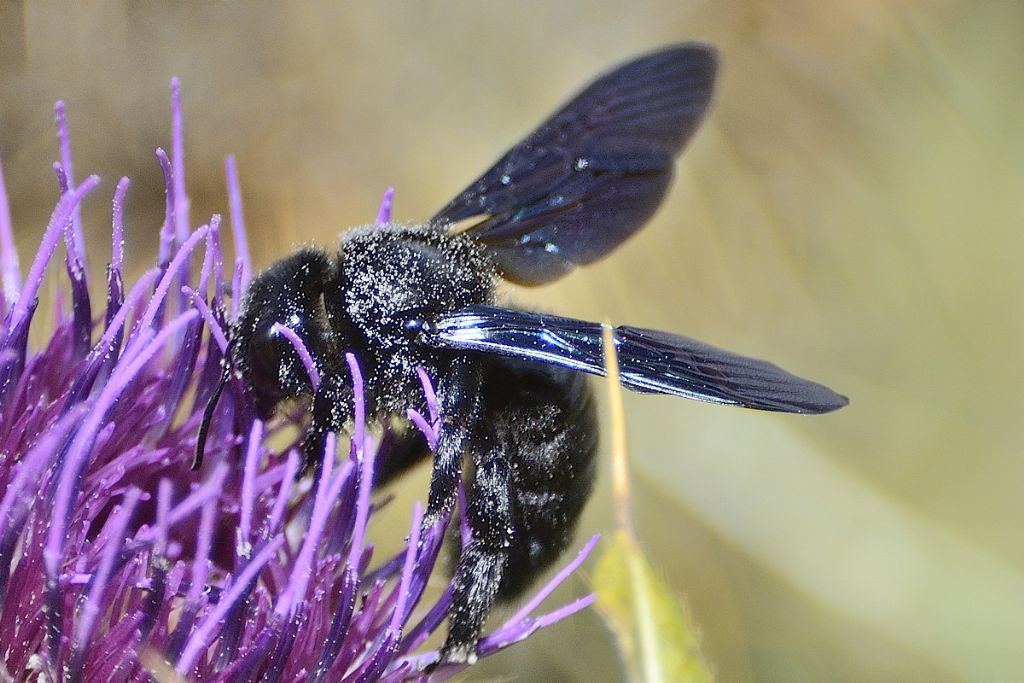 Xylocopa cfr violacea