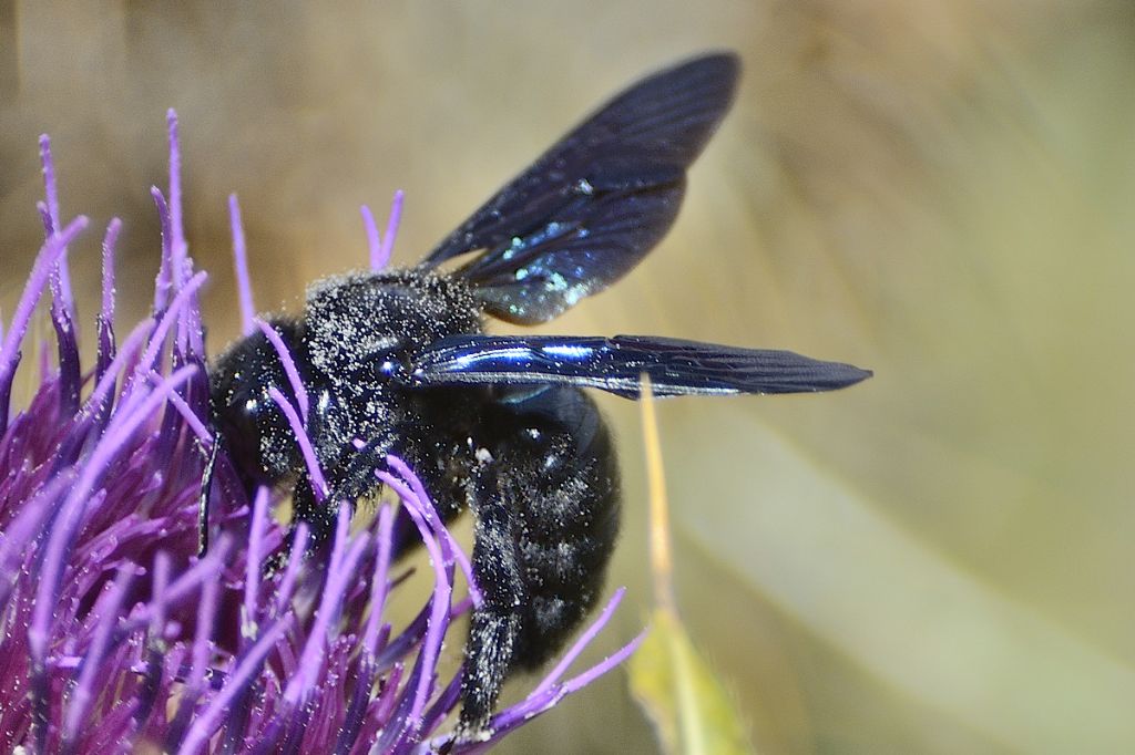 Xylocopa cfr violacea