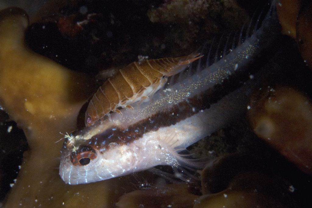 Anilocra cf. frontalis
