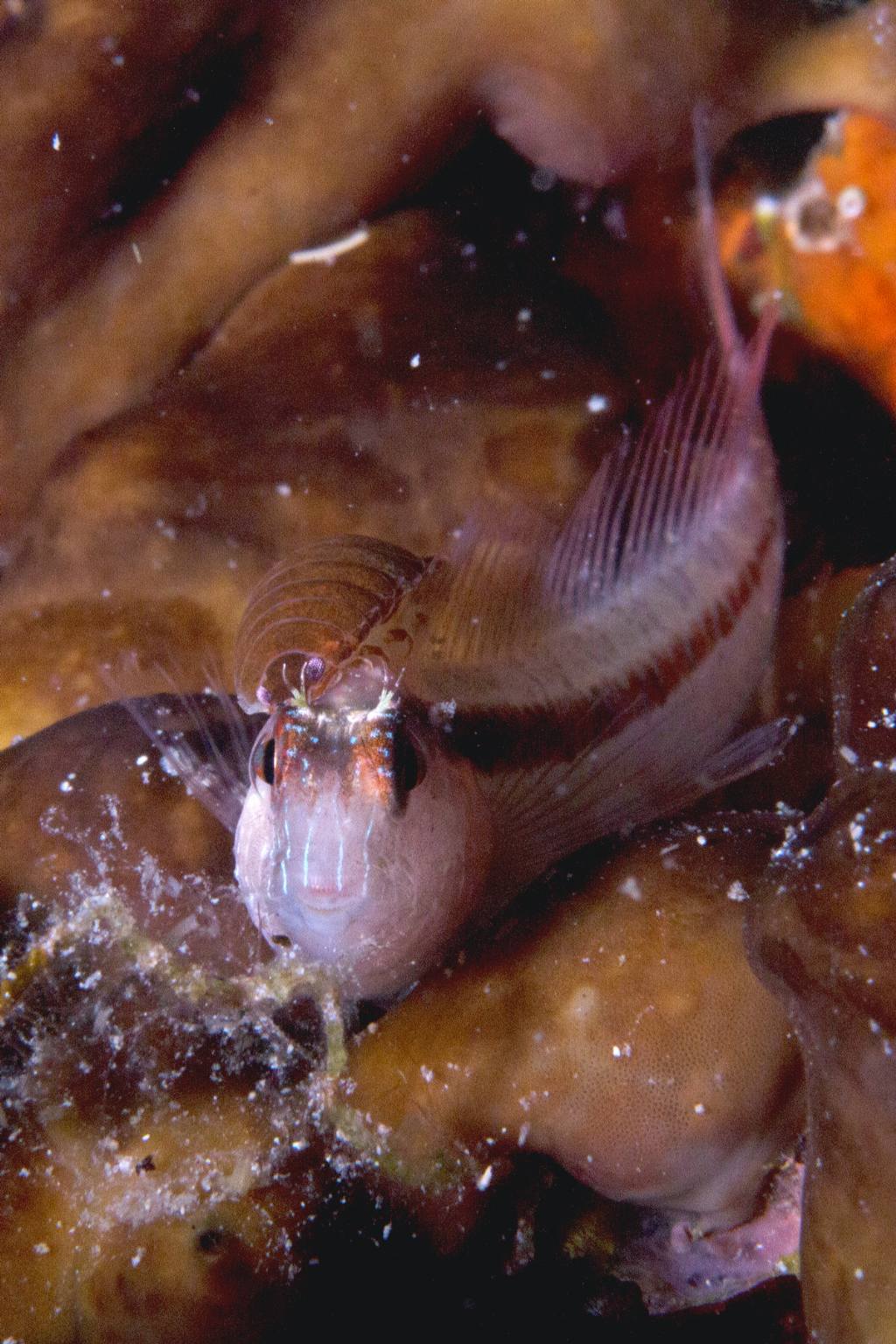 Anilocra cf. frontalis
