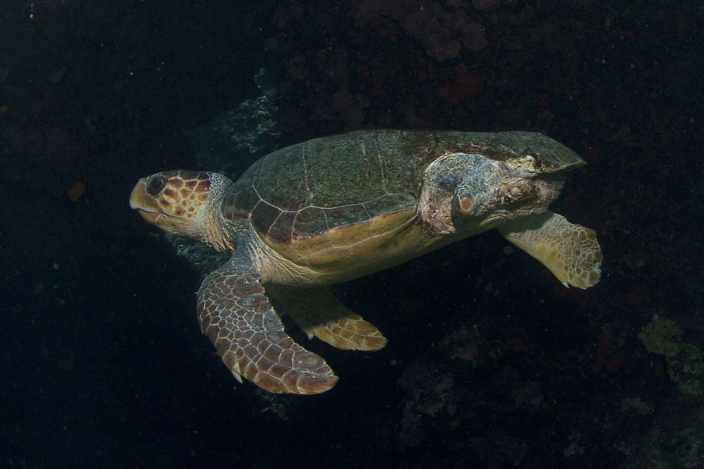 Caretta caretta menomata