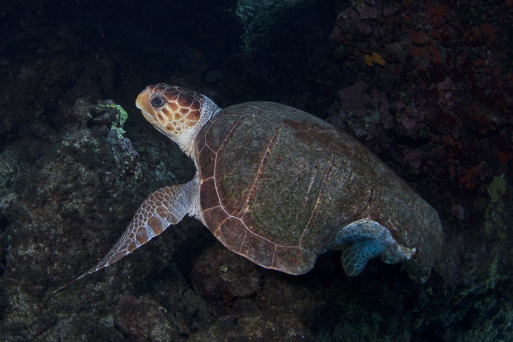 Caretta caretta menomata