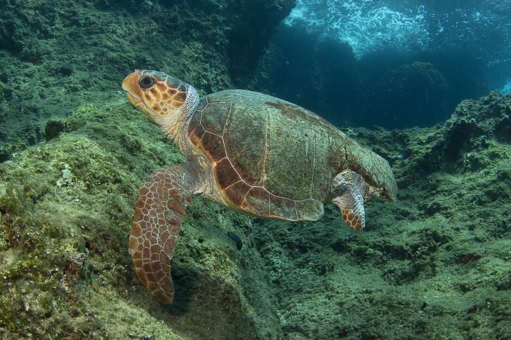 Caretta caretta menomata