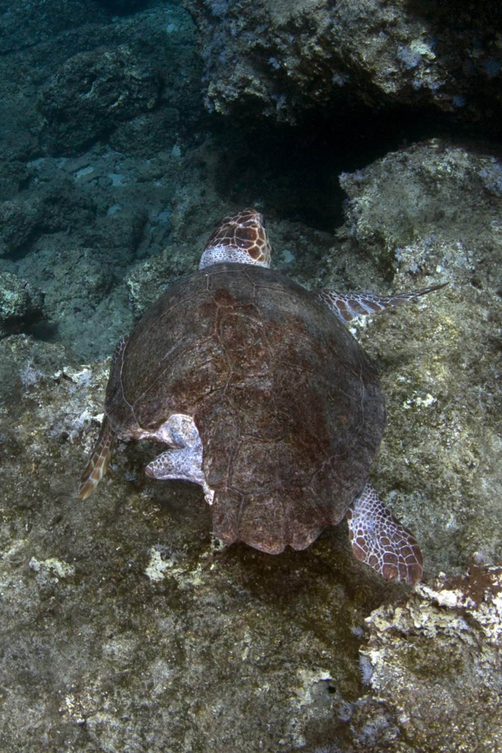 Caretta caretta menomata