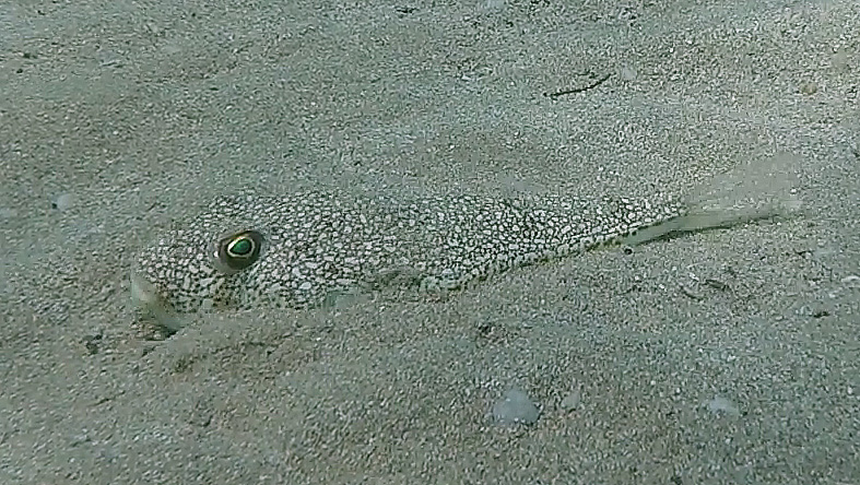 Pesce palla (Torquigener flavimaculosus)